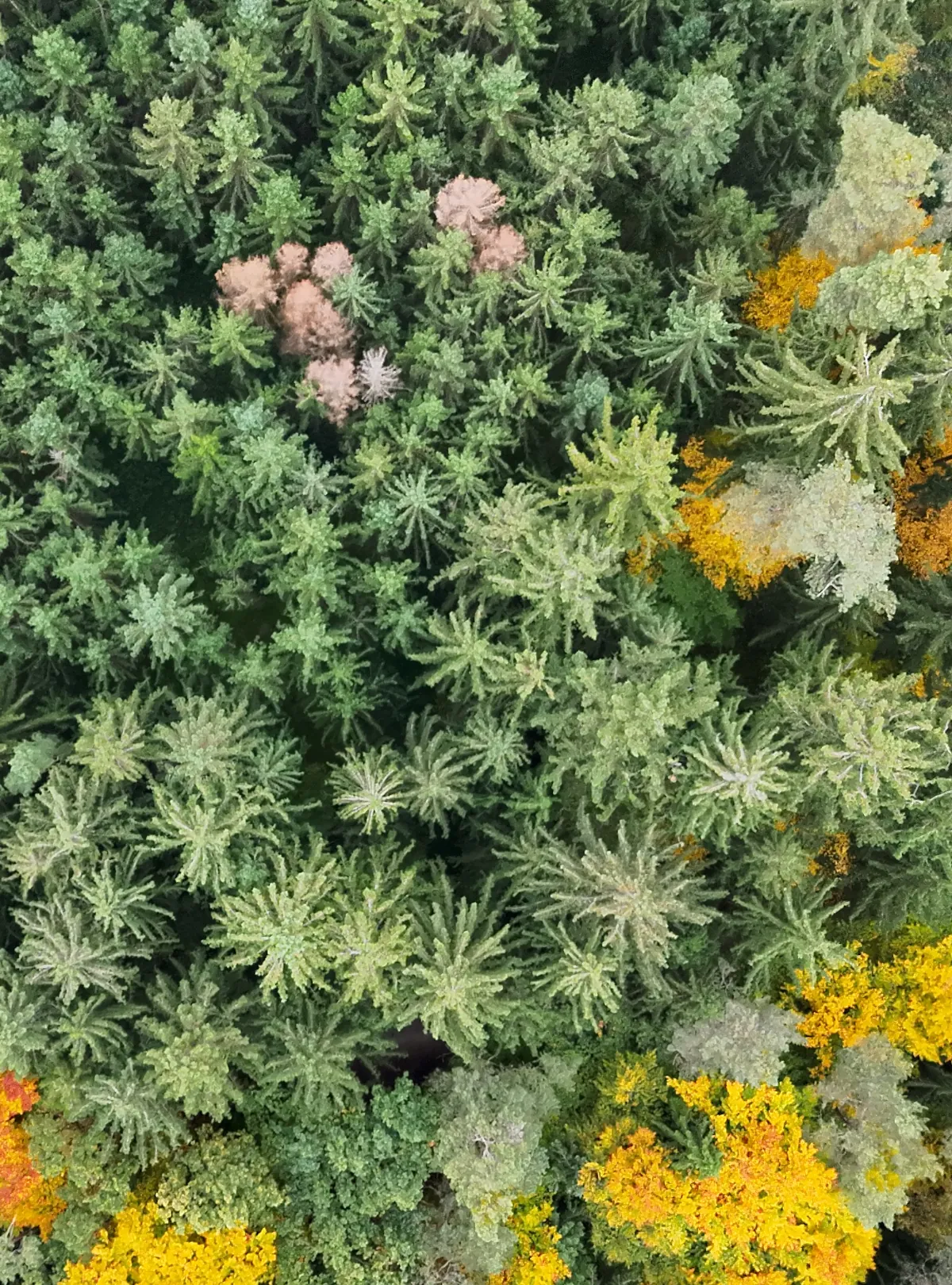 Home Aufnahme einer Waldflaeche mit Borkenkaeferbefall