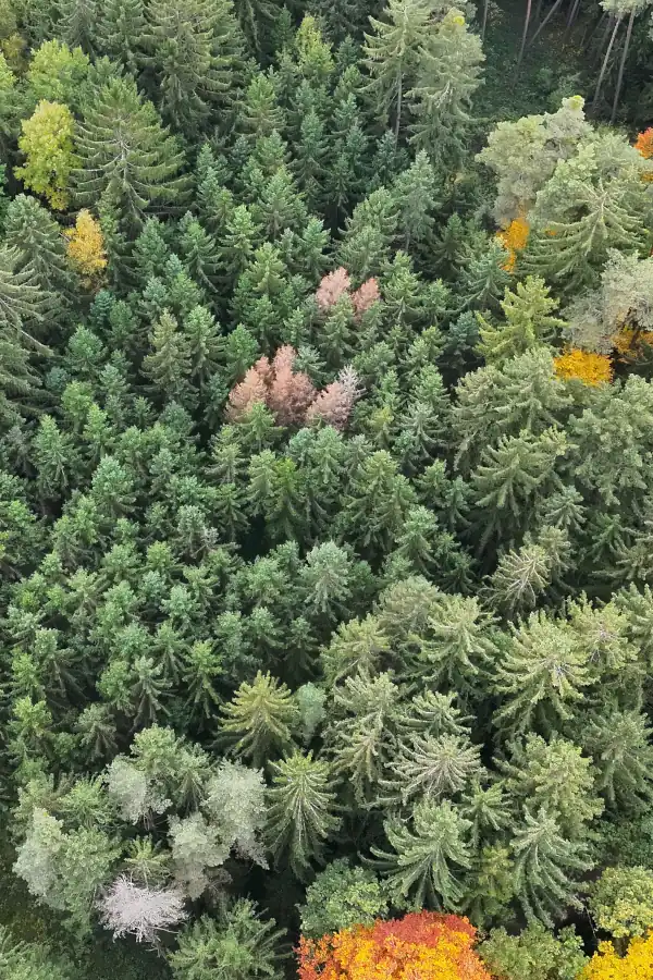 Borkenkaeferbaeume im Waldbestand